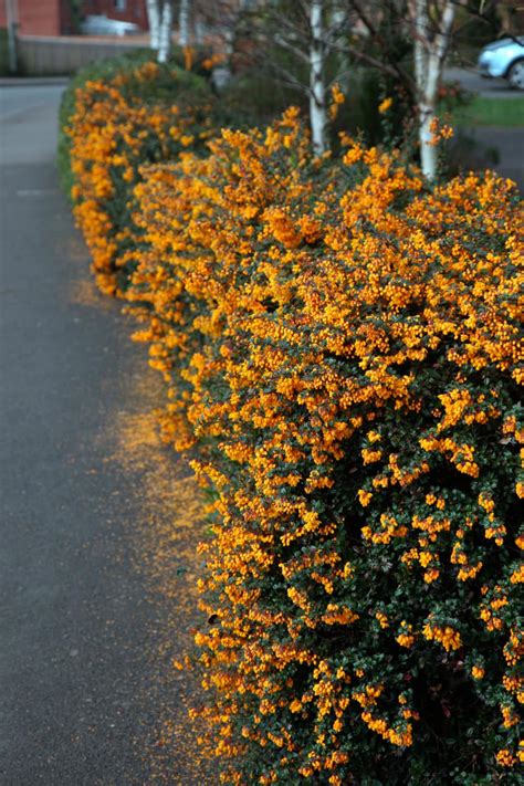 berberis darwinii hedge plants